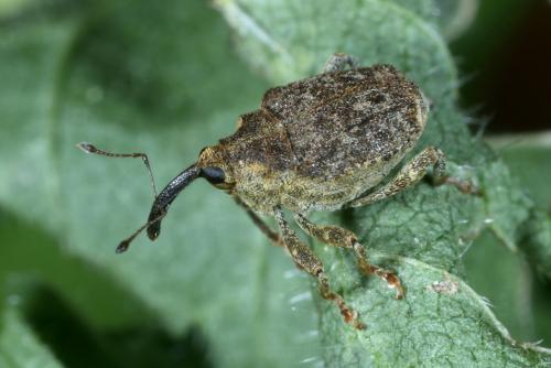 Réf. 293 336 : Parethelcus pollinarius